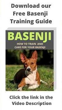 Basenji dog hunting alone in the woods! #shorts
