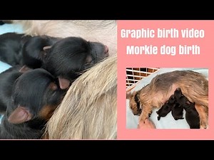 Morkie birth video. Morkie birth