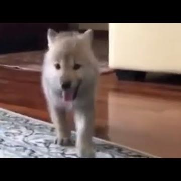 Adorable wolfdog pup howls for the very first time