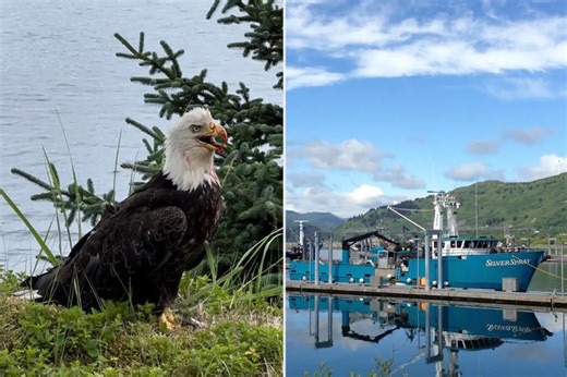 ‘Strange’ violent bald eagle attacks ruffle Alaskans: ‘Hopefully they get over it soon’