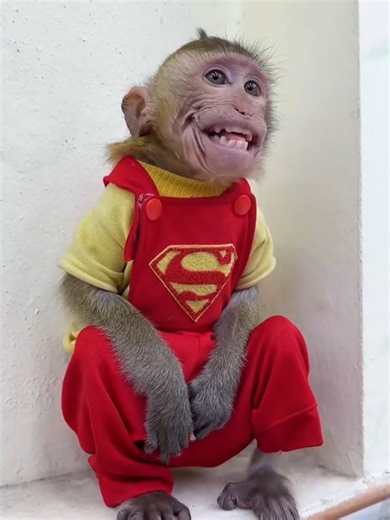 Enjoy a Laugh with Nana Monkey's Joyful Video