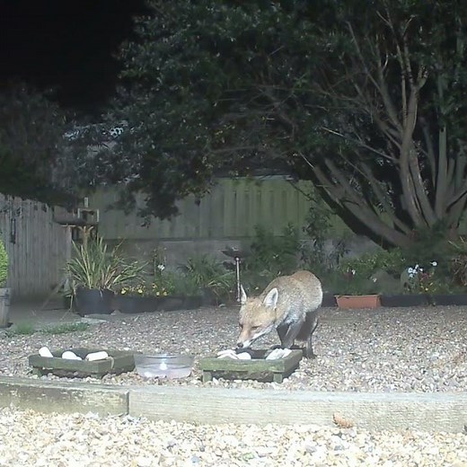 Jam sammie treat night for the foxes ❤️