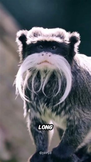 👑✨ The Emperor Tamarin: The Mustached Monarch of the Rainforest 🐒🐵 Small but full of character, the Emperor Tamarin stands out with its iconic white mustache and lively personality. Measuring just about 10 inches long (with a tail nearly twice that), this speedy primate thrives in close-knit family groups deep in the Amazon. From playful chatter to dad-powered babysitting, these tiny emperors prove that big charm comes in small packages—making rainforest conservation more important than ever.