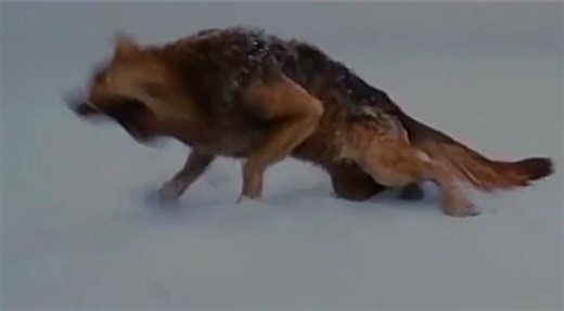 Leah and Seth Clearwater Wolf Transformation Edit