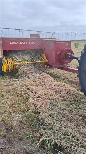 Alfalfa de primera: cultivo y forraje de calidad en Campo Real