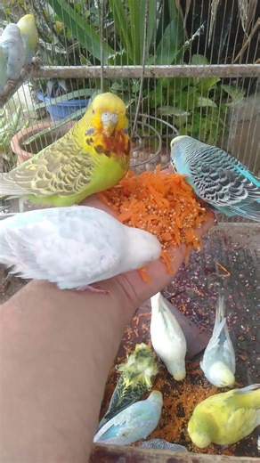 Cute Budgie Playtime Looks Normal… Until THIS Happens in San Francisco 😳 #Budgies #PetBirds #Animal