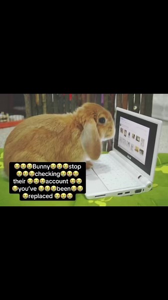 #viral #xyzbca #foryoupage #trending #real | bunny