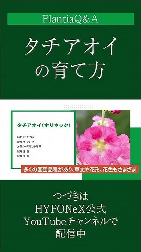 ☘262: [Q&A] How to grow hollyhocks | What are the precautions and tasks to take when caring for t...