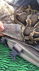 88K views · 215 reactions | Kinda gross, but also satisfying?  | Daily Mail Video | Facebook