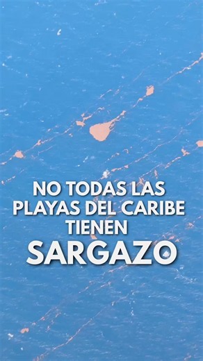 ¿Qué es el sargazo? Playas del Caribe donde sí y donde NO hay