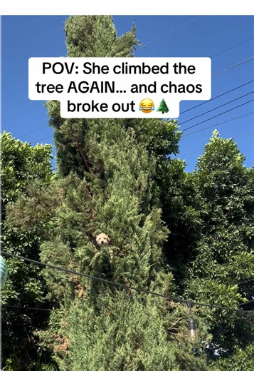 Tree Climbing Adventures: The Chaos Unfolds