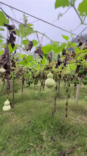 The Symbolism of Gourds in Different Cultures