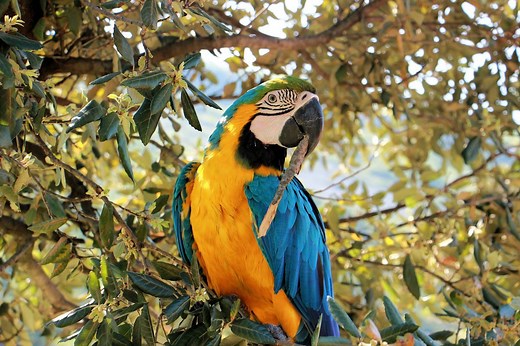 ▷ Loro » Características, Alimentación, Hábitat, Reproducción, Depredadores