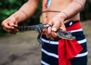 36 Black Caiman Facts: Amazon's Huge Apex Predator (Melanosuchus niger) | Storyteller Travel