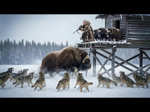 Widow Survive Alone at –71°C in Siberian Wilderness | Fighting Wolves Every Day