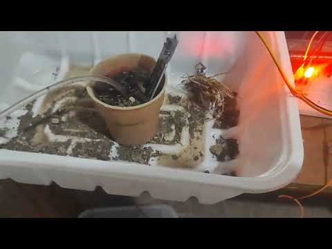 Smart irrigation system using ‪@Arduino‬ Uno