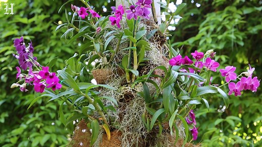 Want to help Fairchild grow a million orchids? Here’s how to attach one to a tree