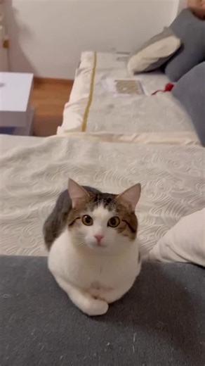 Randy on Instagram: "In 2011, the internet was conquered by the legendary Nyan Cat 🐱🌈, an 8-bit space cat with a Pop-Tart body. What began as a simple animation quickly became a global sensation, turning into one of the most iconic digital symbols ever 🔥. Its massive fame was fueled by a viral YouTube loop 💻. With its endless rainbow trail and hypnotic colors, it racked up millions of views and proved that a quirky, repetitive video could capture the entire world's attention 📈. The secret t