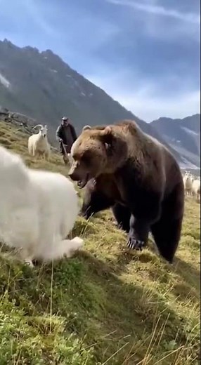 Pyrenean Mountain Dog — the gentle giant of the mountains 🏔️🐾