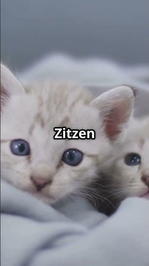 Unglaubliche Fakten über Katzenbabys! 🐾