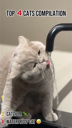 Cat Fails ver1.0 😭🐈 #viral #shorts