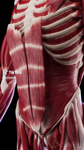 Your abs are just the surface. This 3D animation peels back the layers of the abdominal wall — from the external oblique to the deep core stabilizers. Each layer plays a role in posture, strength, and protection. Based on SciePro’s 3D anatomy model. Available for B2B licensing — link in bio. #science #medical #meded #3d #3dmodel #zbrush #sciart #medart #medstudent #anatomy #animation #scicomm #med #abdominalmuscles #coreanatomy #explodedview