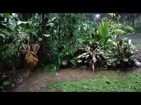 I Stayed Until the Rain Met Dusk