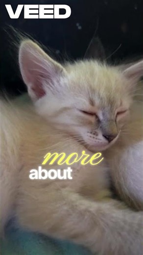 Do Cats Dream The Science Behind Cat Dreaming Behavior Explained #shorts #cat