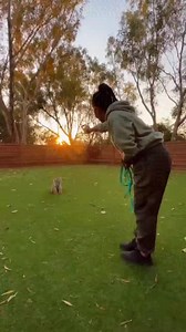 Day 2 training to my cute title tiger #tiger #training #AI | Gera Title Tiger | Facebook