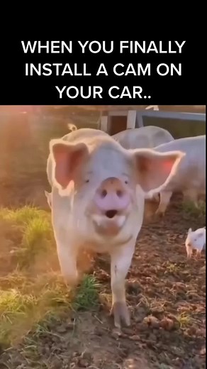 FAT Cam Pig Engine Installation - Hilarious Reaction