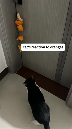 cats reaction to eating #cateating #funnyvideo #funnymoments😅😅❤️ #cutecats #funnyanimal