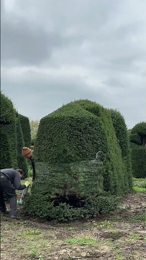 Watch decades-old topiaries get wrapped for transport!