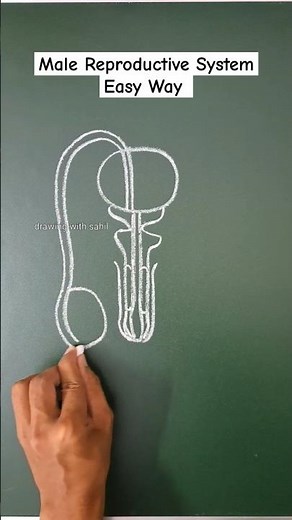 how to draw male reproductive system | male reproductive system | reproductive system #shorts
