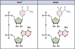 nad  とnadp  の違いは何ですか - ニュース 2026