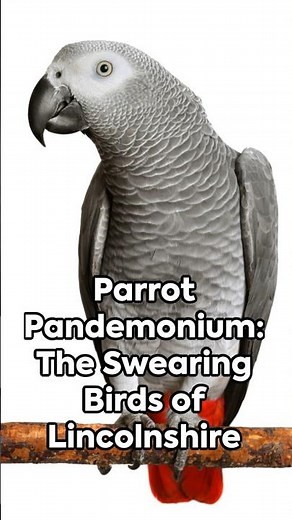 Birds Gone Wild: Swearing Parrots of Lincolnshire Wildlife Park
