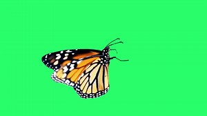 Close-up beautiful orange butterfly on green background.