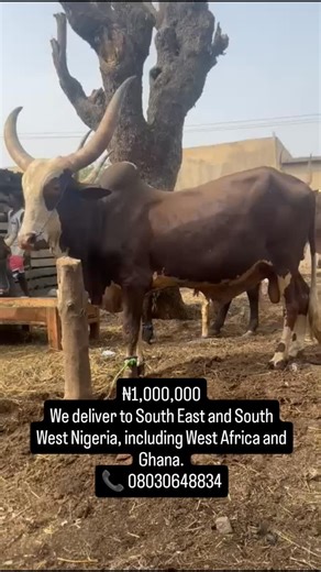 ₦1,000,000 We deliver to South East and South West Nigeria, including West Africa and Ghana. 📞 08030648834 #KFAgro #ChristmasCows #LivestockSupply #CattleForSale #GoatFarmers #WestAfricaMarket #GhanaDelivery #SouthEastNigeria #SouthWestNigeria #QualityLivestock #DecemberSales | K-F Agro Tech And Agro Service