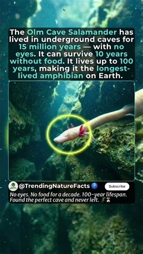 10 Years Without Food, One Century Of Life #salamander #natureisamazing