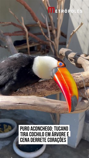 💤❤️ SONINHO BOM Quem está acostumado a admirar a #beleza dos #tucanos talvez não imagine como essas aves descansam. Em um vídeo que chamou a atenção nas redes sociais, um tucano aparece dormindo de um jeito que encantou os internautas. A cena mostra a #ave completamente relaxada, em uma posição curiosa e aconchegante. Conhecidos pelo bico colorido e pela aparência marcante, os tucanos costumam impressionar pela beleza, mas desta vez foi o momento de descanso que roubou a cena. O registro conqui