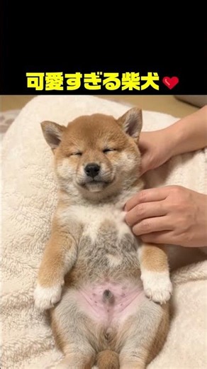 柴犬の子犬、マッサージ中に寝ちゃった🐶💕 #柴犬 #子犬 #かわいい犬 #犬動画