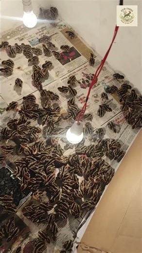 Day 1 | Uyir Farms | 500 Kaadai Chicks Brooding Started 🐥 | Quail Farming in Tamil