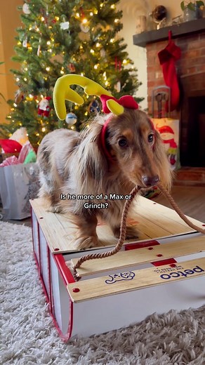 Identifying the Grinch in the Dachshund: Max or Grinch?