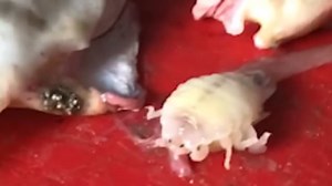 Fisherman baffled by ‘alien-like’ parasite found inside dead fish