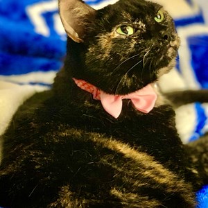 CheckMeowTTV - Twitch