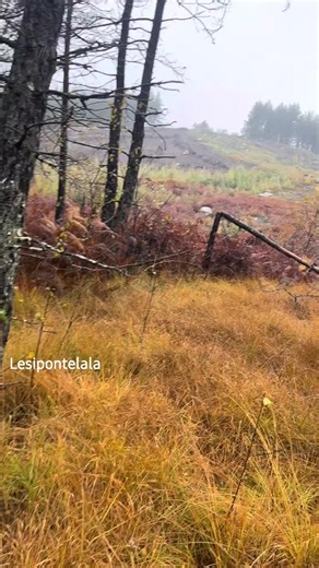 #fyp | Lesii Pontel Lala