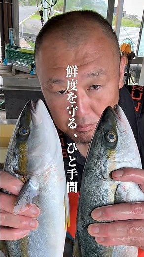 【鮮魚】 この一手間で味が変わる！魚を美味しく保存する方法 #魚の保存 #魚の下処理 #血抜き #魚屋の日常 #福井グルメ