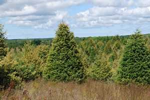 Douglas fir needle midge damage showing up in Christmas tree plantations