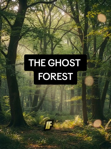 The mountains of PA used to look like a skeleton graveyard. 🌲💀 The