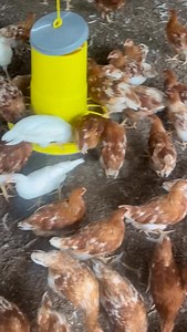 8 weeks layers #poultryfarming | Adu Ababio