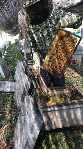 Golden Harvest Moment 🍯🐝 | Raw Honey Time